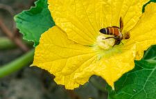 Small honey bee collecting pollen from pumpkin flower at a pumpkin farm with green leaves on background.selective focus on bee.