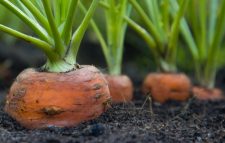 Natural carrots grown in the garden