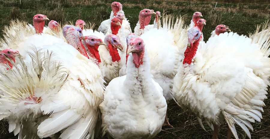 Fresh Turkey Wings – Darrow Green Farm