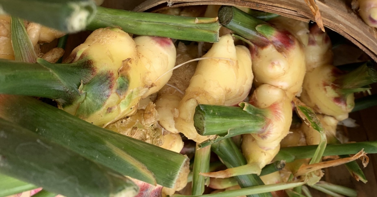 Red Lentil Dal – FRESHFARM