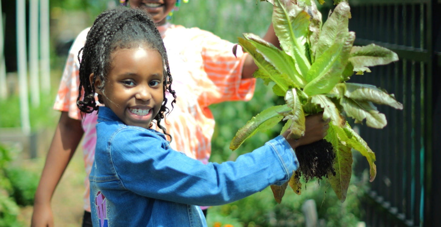 FoodPrints student harvesting lettuce in a school garden. Hero image for the 2024 Annual Report