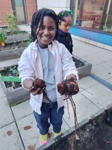 Harvesting sweet potatoes in the FoodPrints school garden