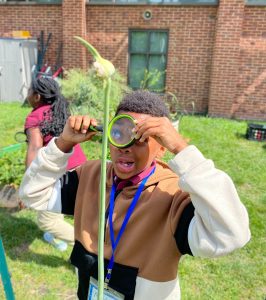 Examining a garlic scape with a magnifying glass during FoodPrints