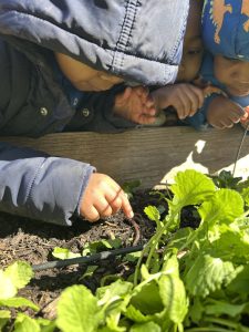 Students find a worm in the garden 