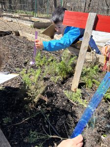 Measuring carrot tops in the garden