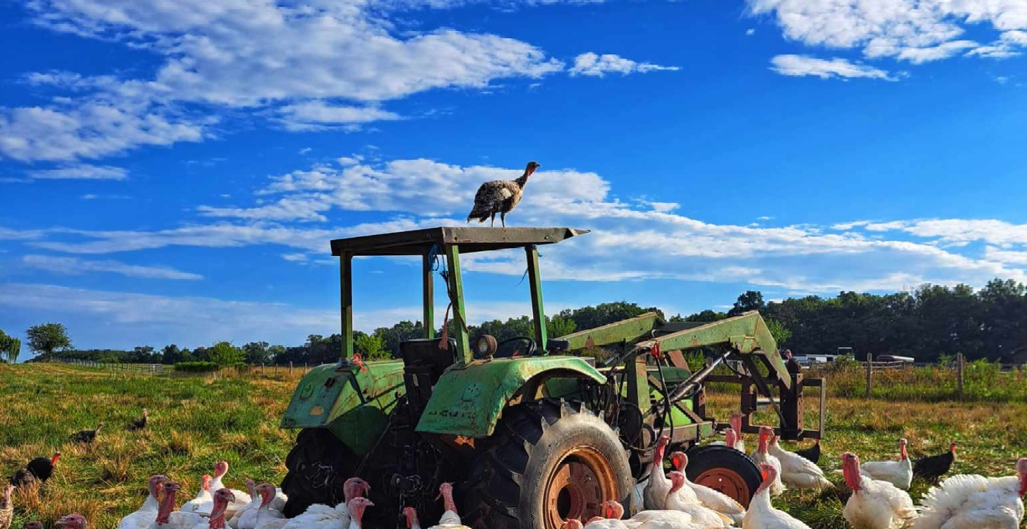 Local pasture-raised turkeys