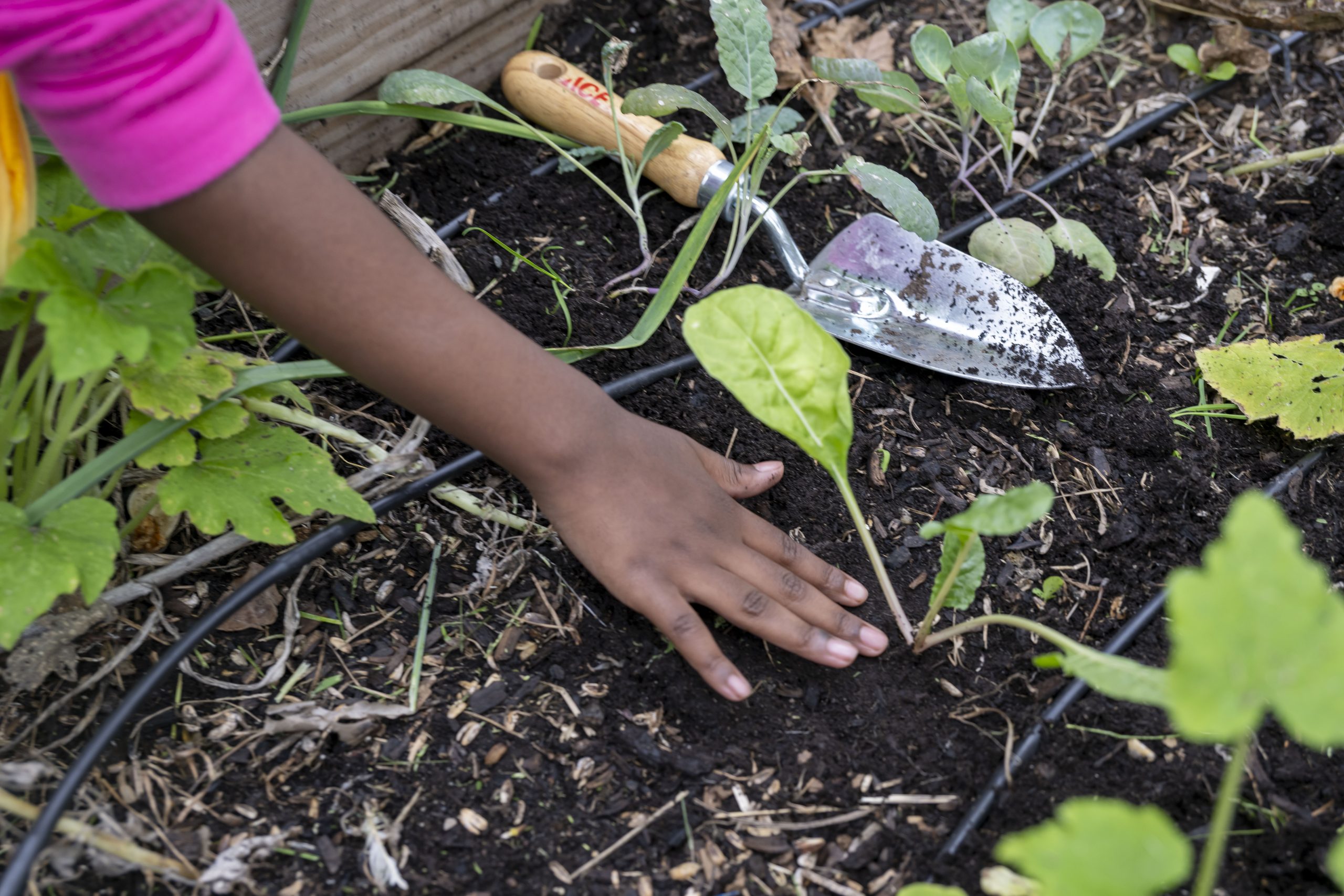 FoodPrints celebrates 20 years of joyful, hands-on food and garden education 