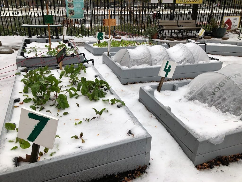 Cold weather crops growing in a winterized FoodPrints garde