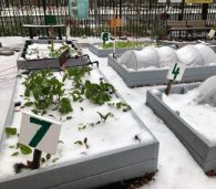 Cold weather crops growing in a winterized FoodPrints garde