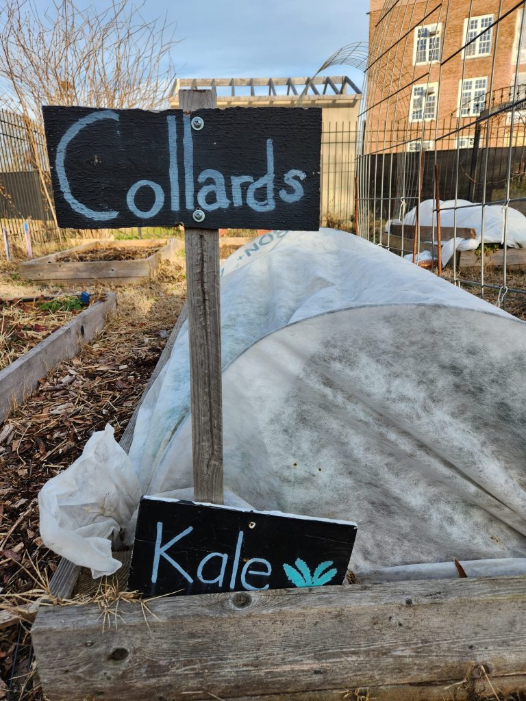 Cold frames at FoodPrints garden extend the growing season 