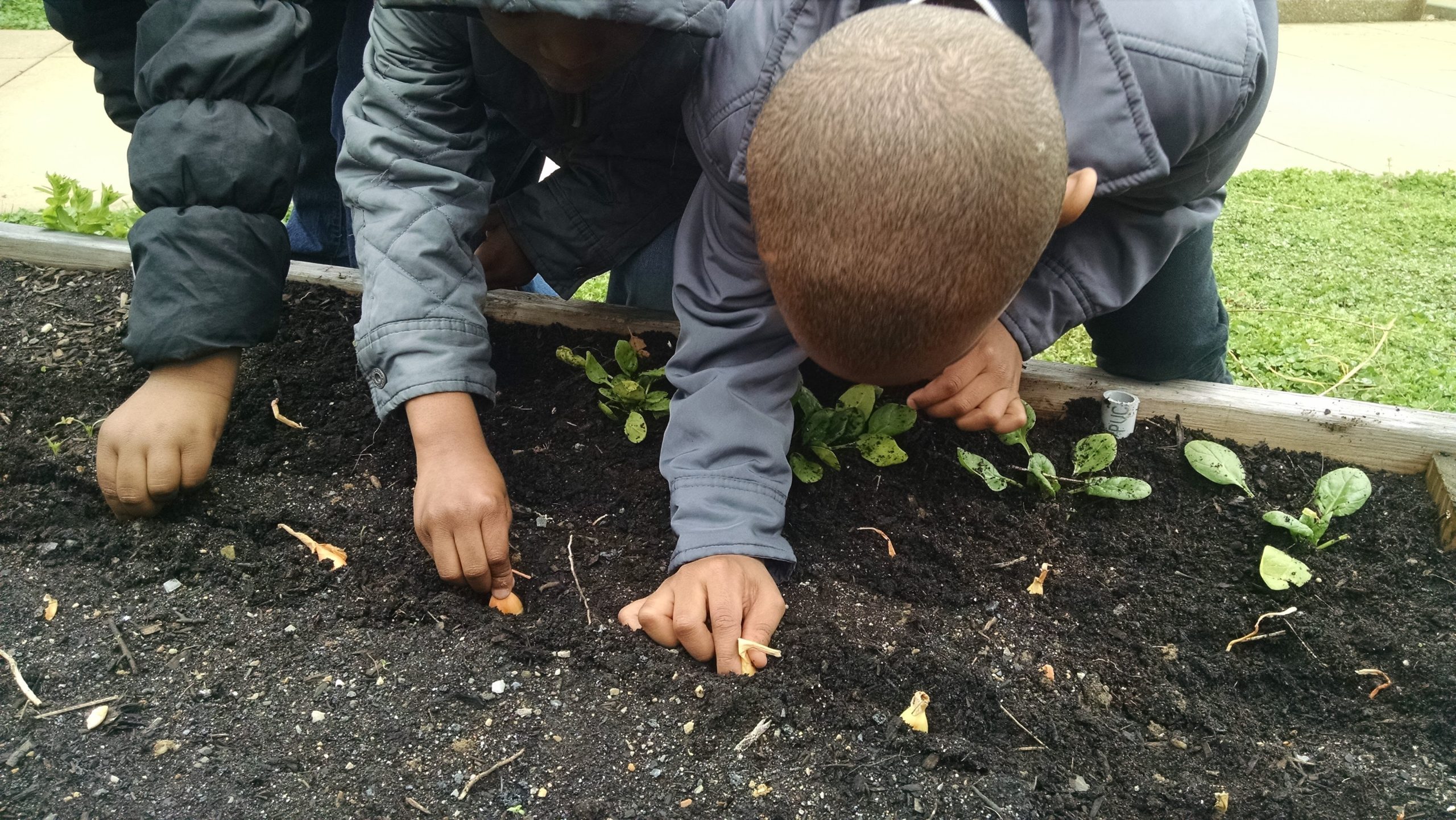 FoodPrints students planting garlic cloves